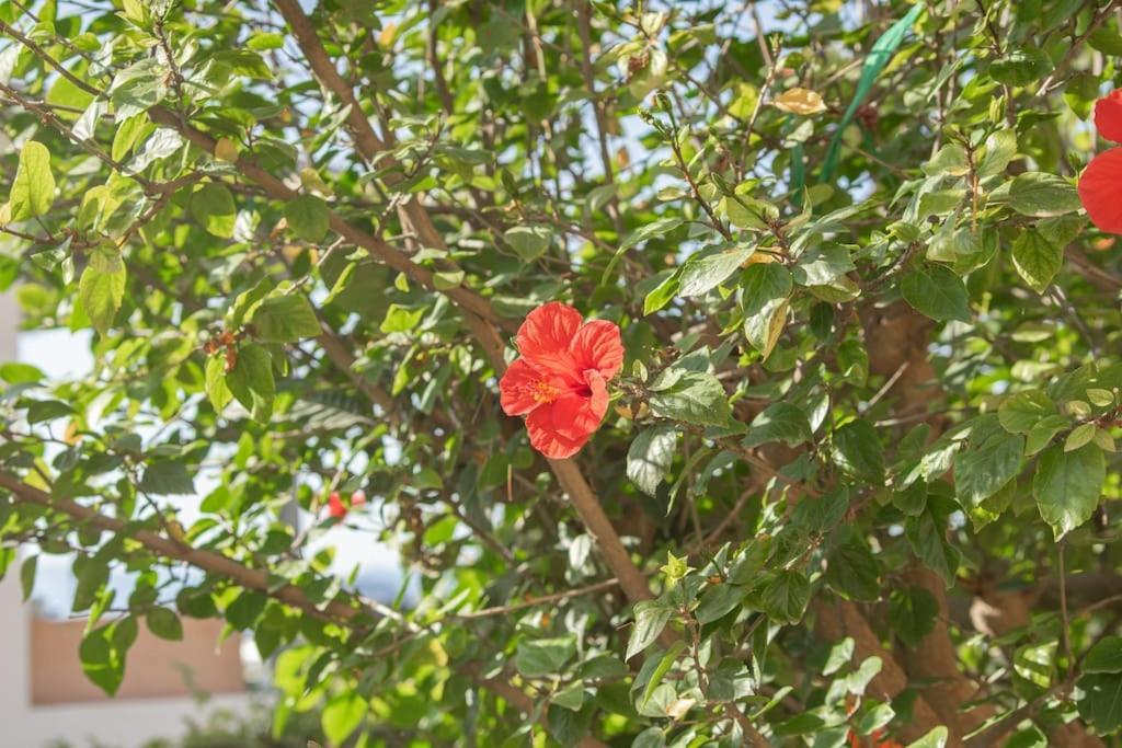 Mulberry Tree Вилла Агиос-Николаос